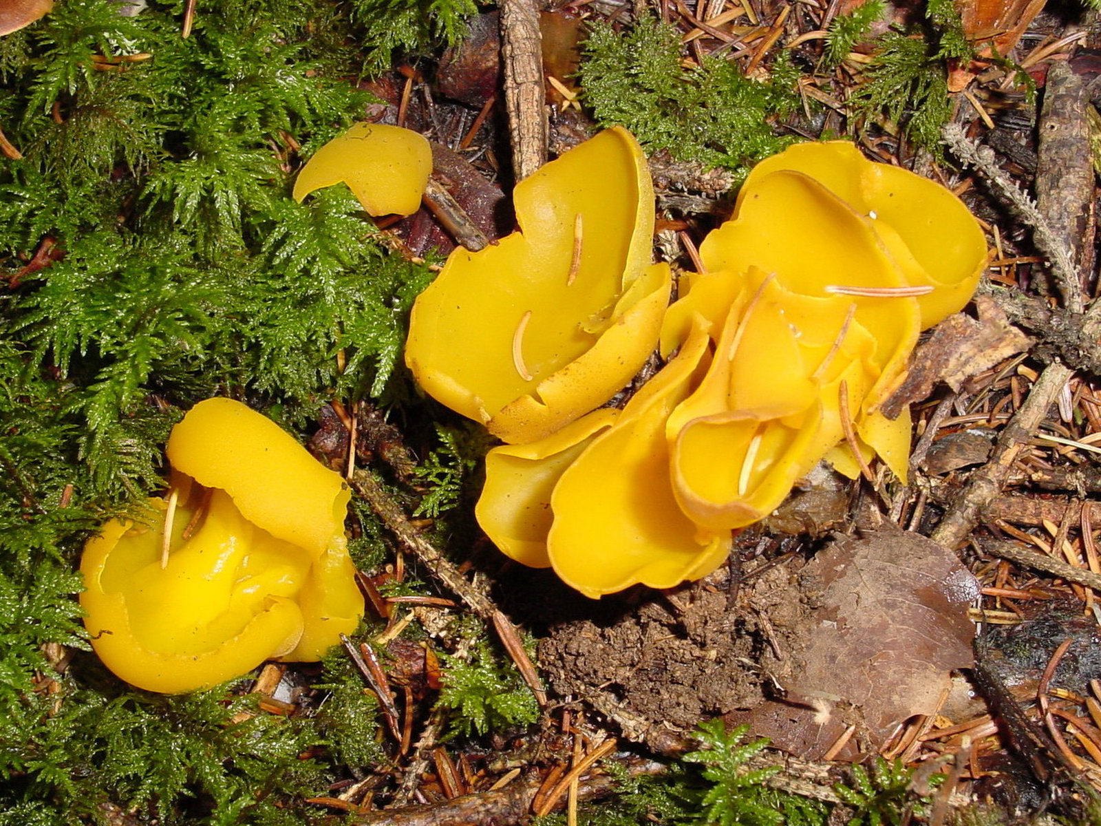 Illustration